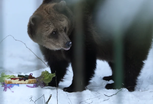 Изображение к статье: Медведица Илзите из Лигатне приглашает на празднование своего 25-летия