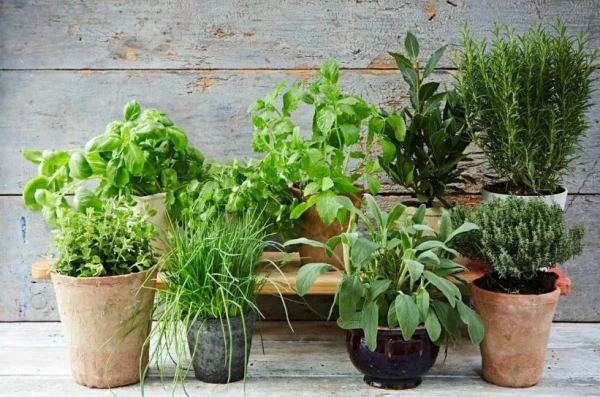 Чихание и слезы: девять самых аллергенных домашних растений