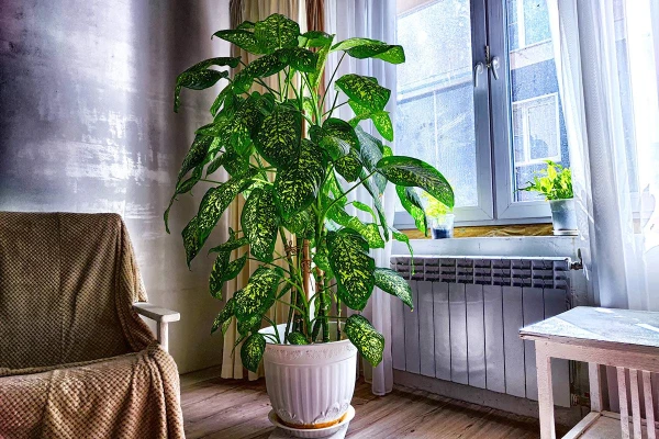 Эти 3 растения под запретом: какие цветы лучше унести из спальни зимой