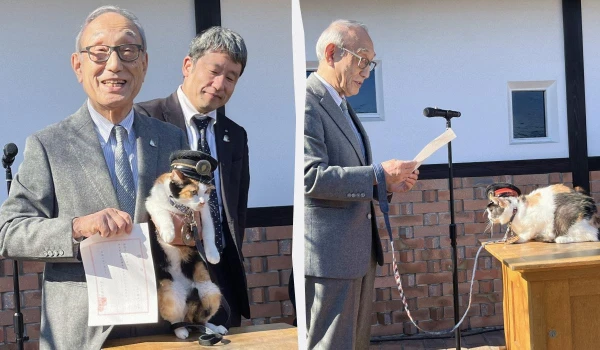 Эти японские котики, они такие милые.