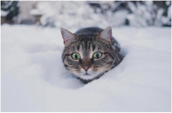 Готовьтесь! Латвию рекордно завалит снегом - синоптики