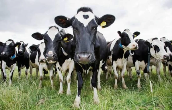 Изображение к статье: Марк Цукерберг разводит коров и намерен поить их пивом