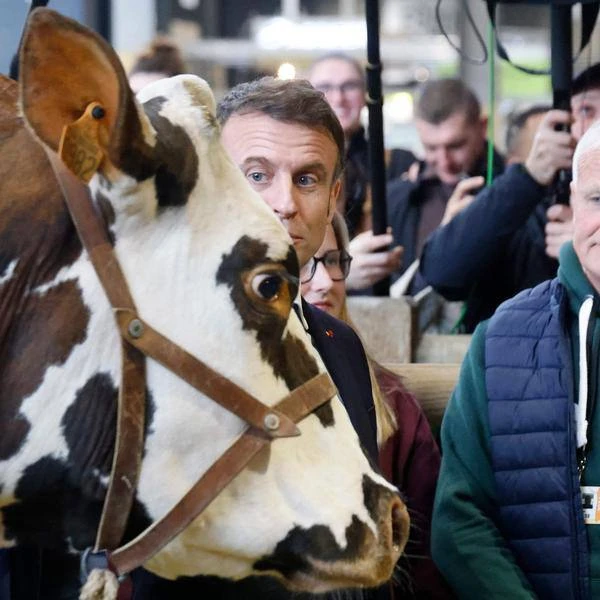 Изображение к статье: Президент Макрон не нашел общего языка с крупным, рогатым, скотом.