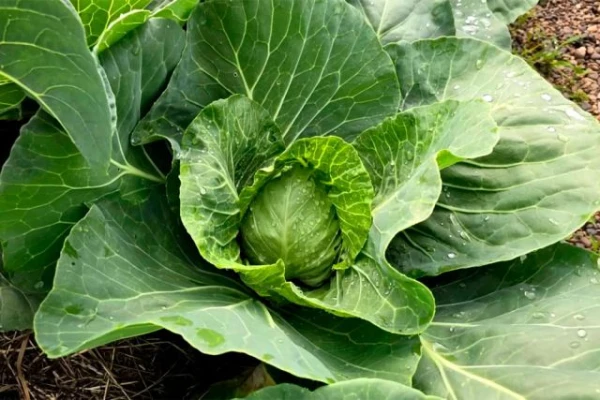 Изображение к статье: Почему капуста выросла «без головы»?