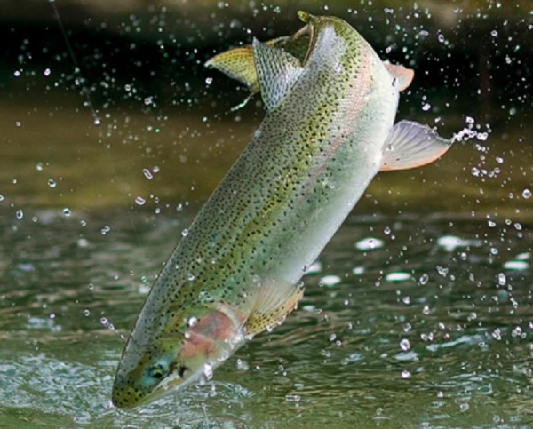 «Заливная форель» - японцы хотят выращивать в Рижском заливе рыбу в садках