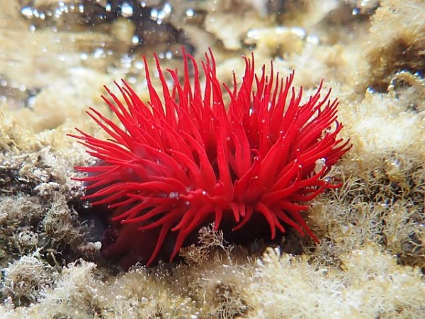 Изображение к статье: Актинии расслабляются в водном покое.