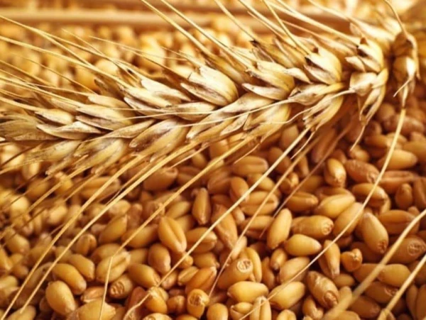 Мировые цены на продовольствие в 2025 году повысились на 4,3%