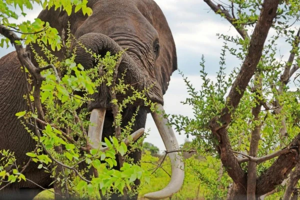 Изображение к статье: В Индии агрессивный слон за девять дней убил 17 человек