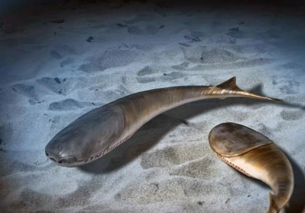 Изображение к статье: Рыбы вида Sacabambaspis были длиной всего 35 сантиметров, но уже имели все признаки, делающие их похожими на рыб современных - глаза, смотрящие вперед, защищенную голову.