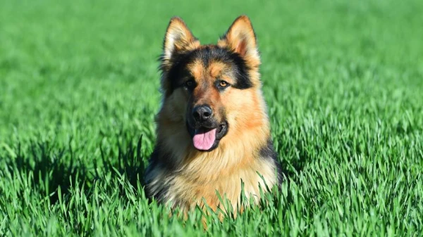 Почему собаки не воспринимают красный и зеленый цвета