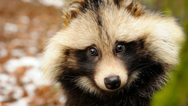 Какие из инвазивных видов чаще всего встречались в Латвии в прошлом году