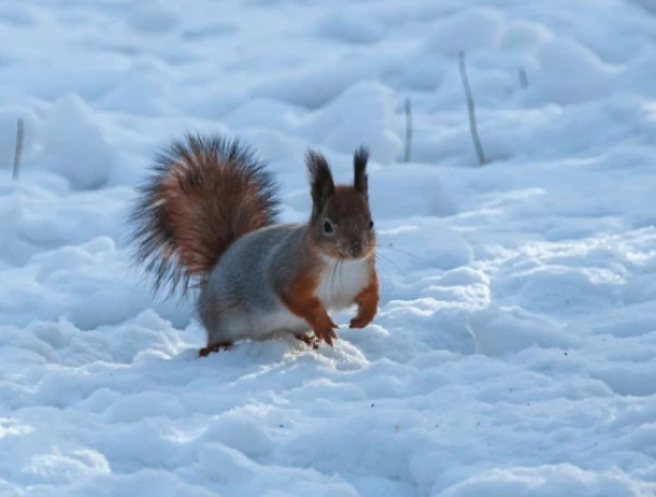 Мороз усилится - синоптики предупредили латвийцев