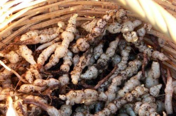 Каковы преимущества стахиса?