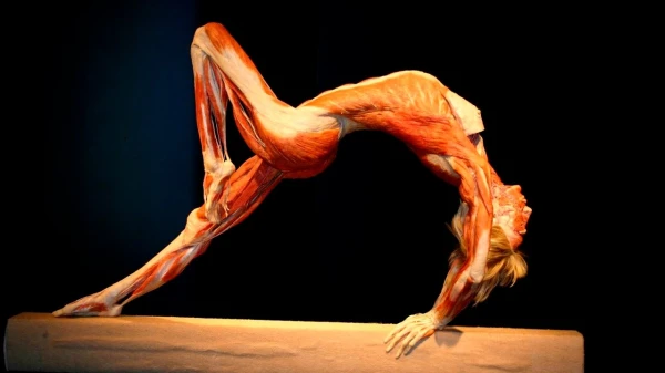 Тайны человеческого тела, которые наука до сих пор не разгадала