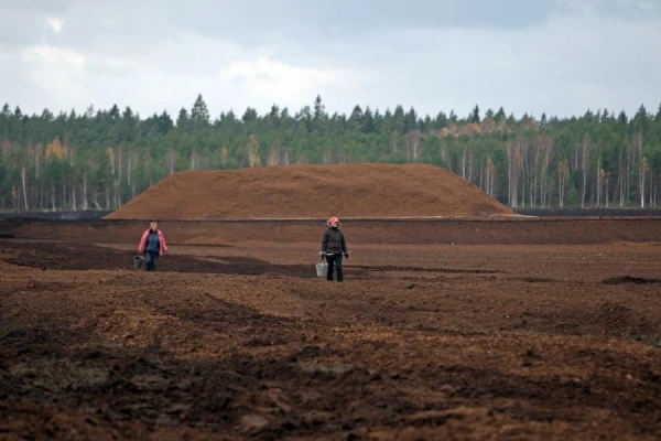 Изображение к статье: Какой торф выбрать для компостирования?
