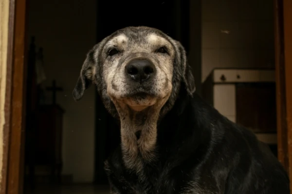 Первые сигналы старения мозга: какие изменения в поведении пожилых собак нельзя игнорировать