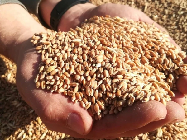 Изображение к статье: Голодными не останемся: мировой урожай в этом году будет больше, чем в прошлом