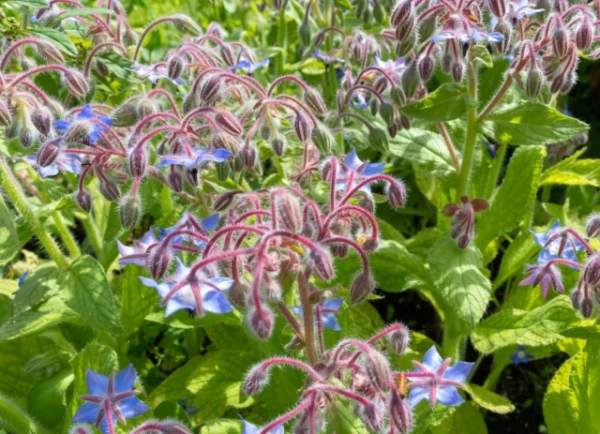 Изображение к статье: Народное средство подтвердили в лаборатории: «Святой чай» оказался эффективным