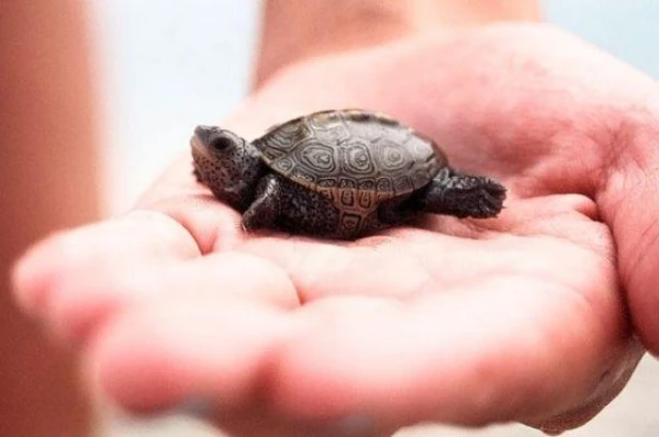 Наперекор эволюционным законам: почему уменьшаются размеры лошадей, ящериц и черепах?