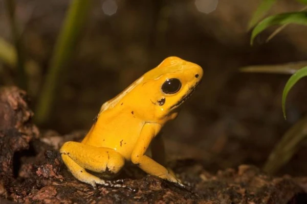 Изображение к статье: Какое животное обладает самым сильным ядом?