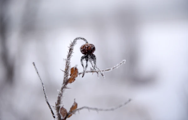 В понедельник на погоду повлияет мощный антициклон