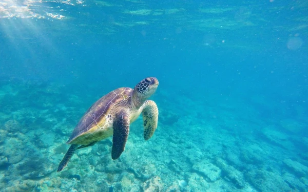 Изображение к статье: Они так мило перебирают лапками.