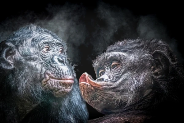 Бонобо — единственные приматы, которые не убивают себе подобных