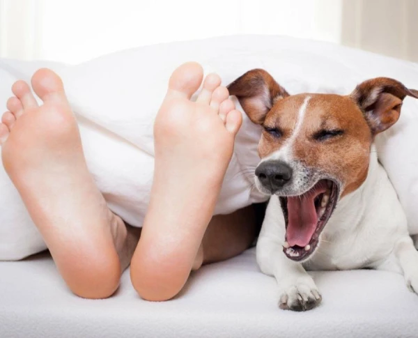 Телепередачи, которые предпочитают собаки - исследование