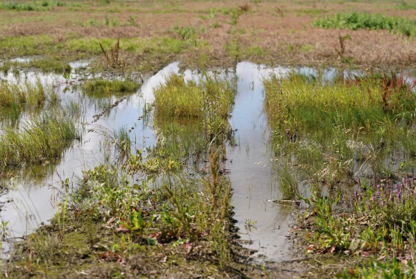 Прошлый год в Латвии стал четвёртым самым тёплым за всю историю наблюдений