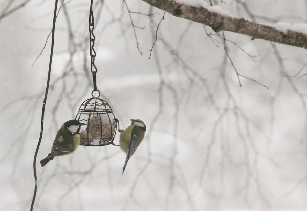 Чуда не будет: январь завершится морозами
