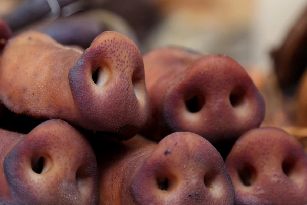 АЧС не отступает: более 22 тысяч свиней подлежат уничтожению в Вайноде