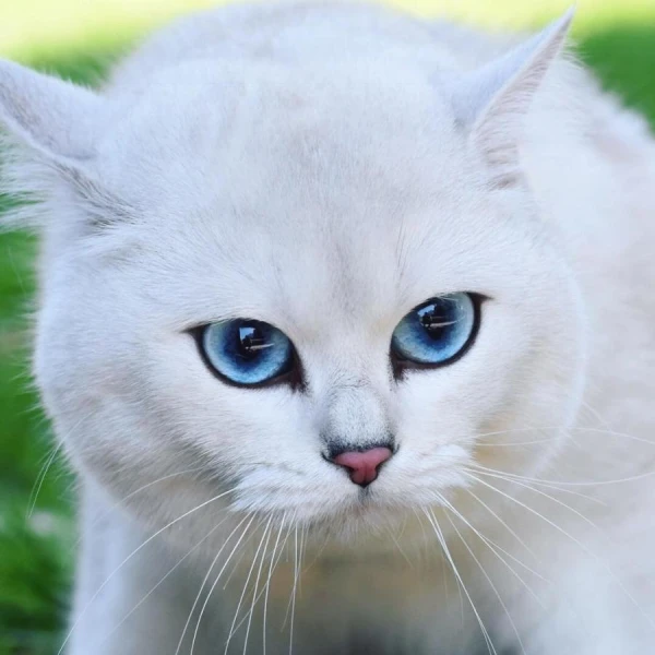 Изображение к статье: Инстинктивная мудрость: как кошки осваивают лоток