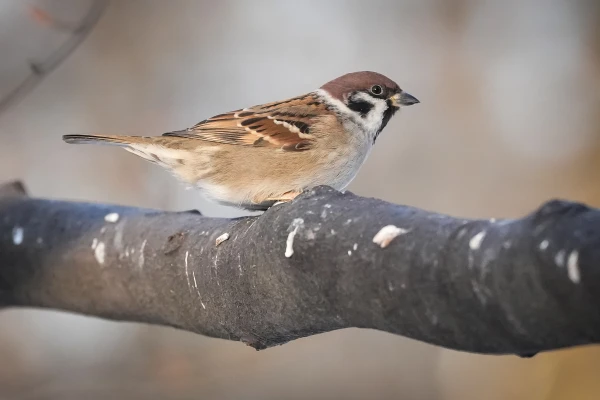 Изображение к статье: Четверг будет более приятным, чем последние недели