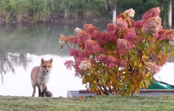 Изображение к статье: В Юрмале планируют разрешить охоту