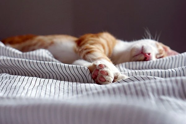 Раскрыта одна из важнейших привычек для поддержания здоровья психики