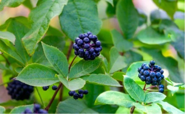 Изображение к статье: Польза элеутерококка, девясила и родиолы розовой