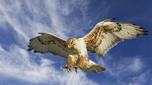 Изображение к статье: Китай обучает ИИ управлять оружием, используя опыт ястребов и койотов - WSJ