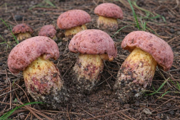 Изображение к статье: Поел грибов и увидел в тарелке лилипутов. Сотни людей в разных странах испытывают одинаковые галлюцинации