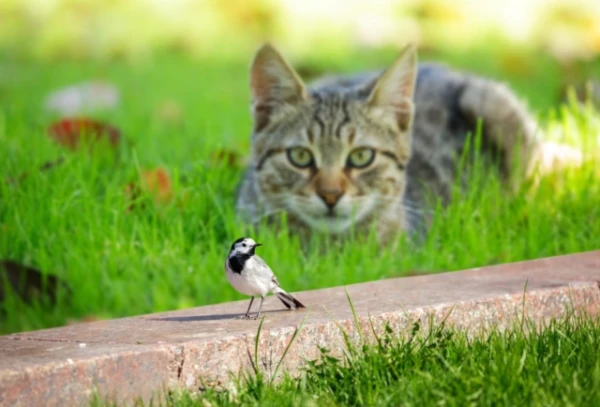 Кровожадны и неприхотливы: в меню кошек входят более 2000 видов