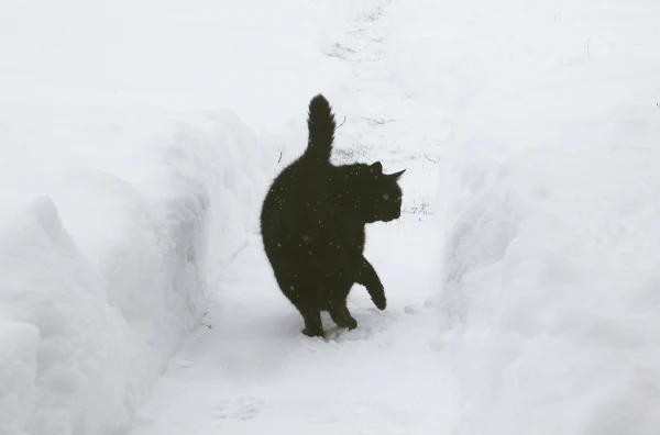 Изображение к статье: Снегопад и «минус 20» - синоптики удивили прогнозом на начало новой недели в Латвии