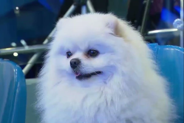 У собаки Лукашенко больше прав, чем у граждан Беларуси – президент Украины