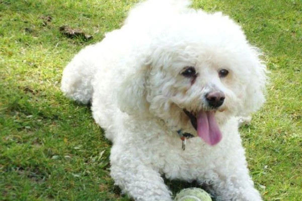 В США создано приложение для распознавания собак по морде