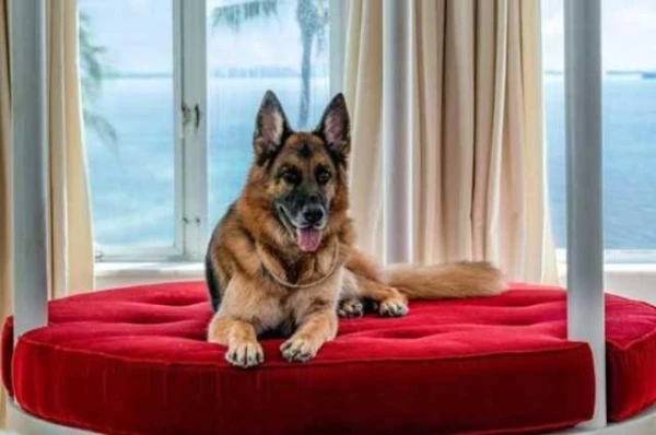 Какие животные обладают наибольшими состояниями в мире?