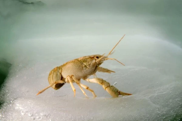 Изображение к статье: Раки все чаще используют пластиковые отходы в качестве панцирей