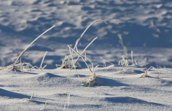 Изображение к статье: Снежный покров в Земгале увеличился на десять сантиметров