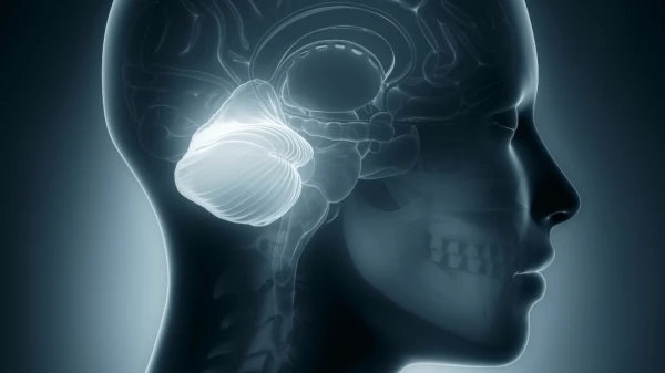 Изображение к статье: Мозжечок даже по своему строению похож на головной мозг, у него так же есть свои полушария.
