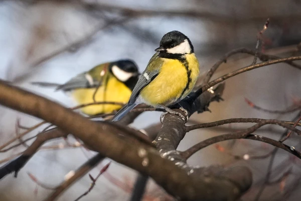 Изображение к статье: Конец недели будет солнечным и очень холодным