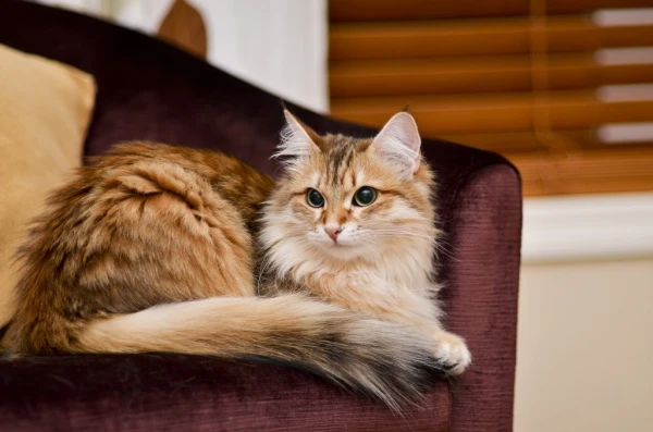 Почему кошки смотрят в одну точку и пугают хозяев своим шипением: учёные объяснили странное поведение