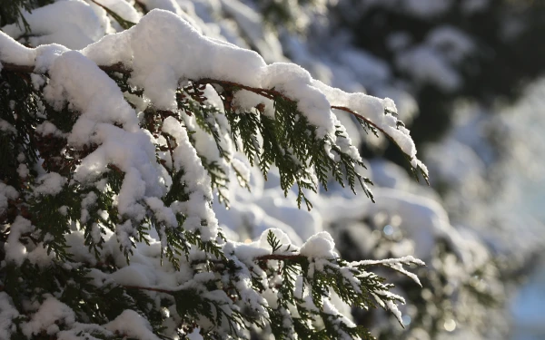 Изображение к статье: В четверг ожидается солнечная погода