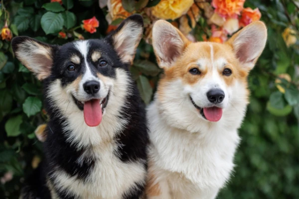 Изображение к статье: Ученые продолжают исследовать собак и их хозяев: в этот раз оценили выразительность морд питомцев